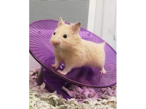 Hamster gonzales yavrularımız heryere gönderim