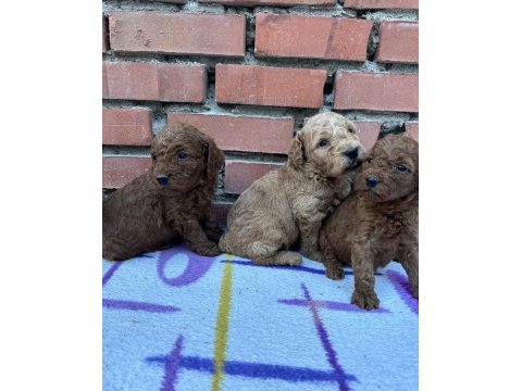 Show güzellikte safkan toy poodle yavrular