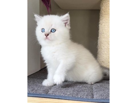 British shorthair yavruları