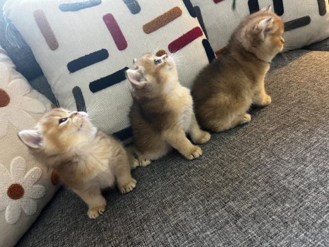 Golden british shorthair yavrular izmir