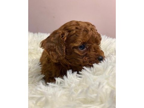En güzel toy poodle