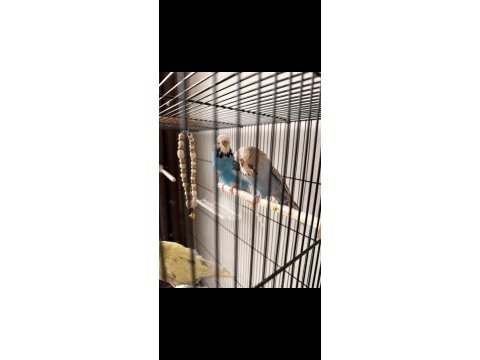 Show jumbo muhabbet kuşu çifti kuluçka hazırlığındalar