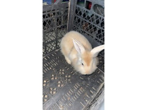 Aslanbaş bir aylık yavru tavşan turuncu renk