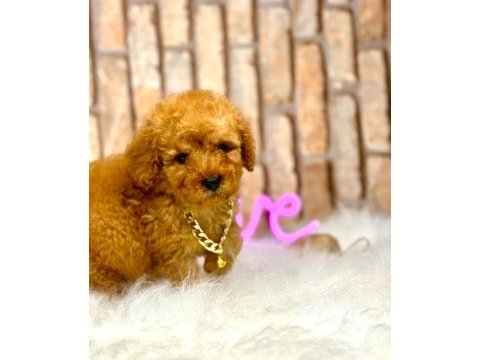 Toy poodle erkek yavrularım