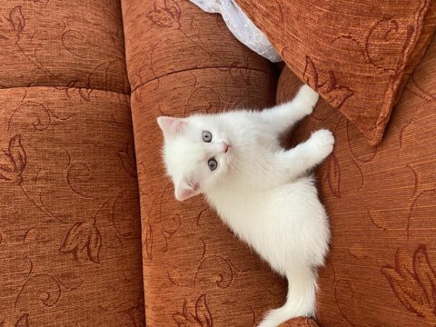 Kendi kedimin british shorthair yavrularımız