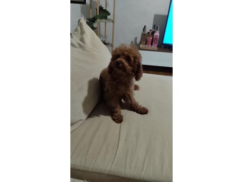Acil toy poodle istanbul anadolu yakası
