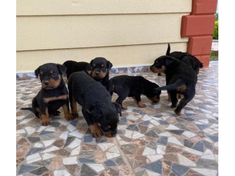 Safkan rottweiler yavruları