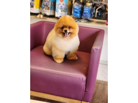 Muhteşem pomeranian boo