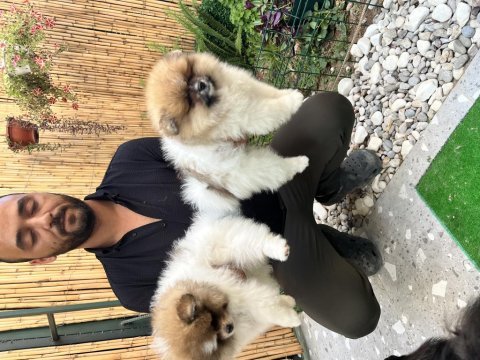 Pomeranian boo ayı surat vasıflı yavrular
