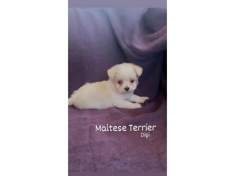 Teacup maltese terrierler