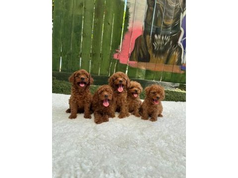 Güzeller güzeli poodle bebekler 