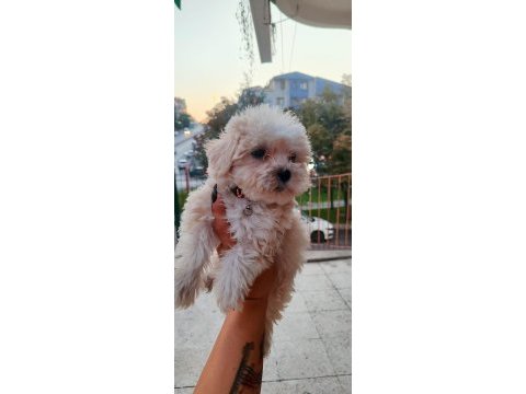 Dişi erkek güzellik abideleri maltese bebekler