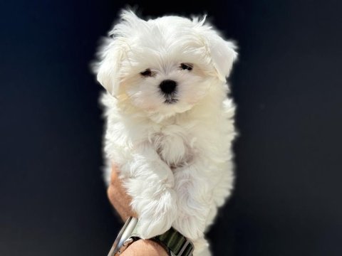 Petmode köpek çiftliğinden tea cup kore maltese