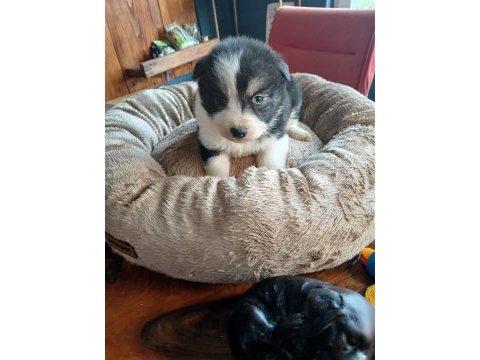 Border collie bebekler için acele edin