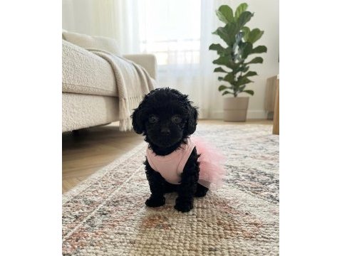 Teacup toy maltipoo minikler