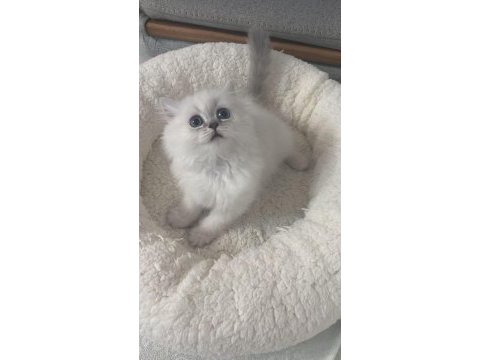 1,5 aylık oyuncu dişi british longhair silver point yavru