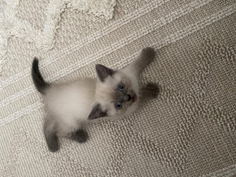 3 aylık blue point british shorthair