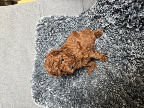 Mini boy toy poodle