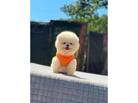 Gülen surat pomeranian boo miniğimiz