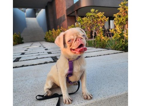 7 aylık pink and tan dişi pug mops izmir