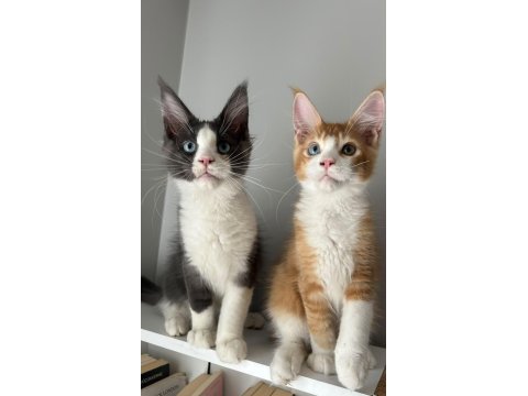 Sağlık ve ırk garantili minik maine coon devler