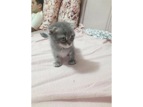 Sahibinden british shorthair cinsi kedimiz