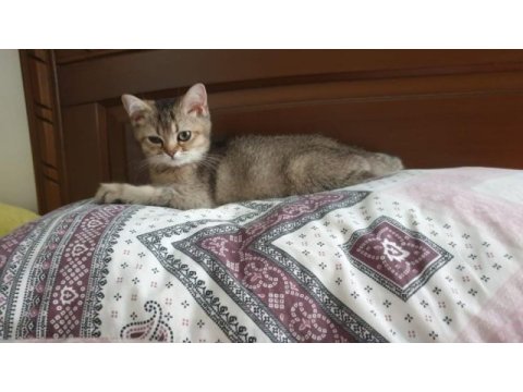 2 buyuk british shorthair
