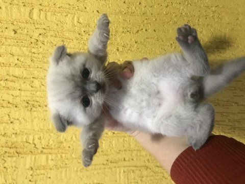 1 aylık yavrular scottish fold