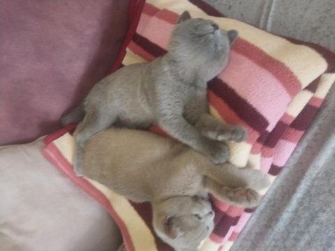 Bu british shorthair güzelliklere yuva aranıyor