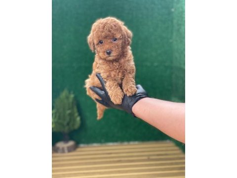 Referans yavru toy poodle