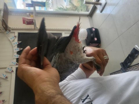 Bebek jako papağanı red factor