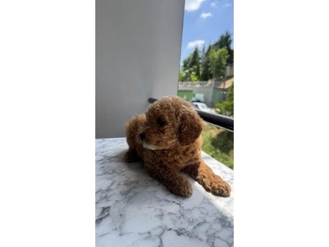 Tr nin en uygun poodle yavrusu
