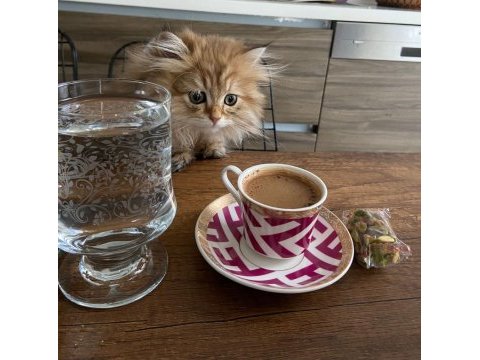 25 şubat doğumlu erkek british sahiplendiriyorum çok uysal