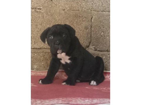 A class şecereli kaliteli cane corso yavru