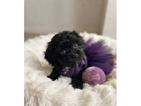 Teacup morkie köpeğimiz