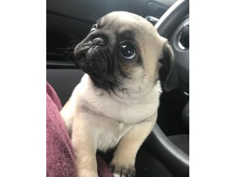 Pug 55 - 65 günlük erkek ve dişi yavrular