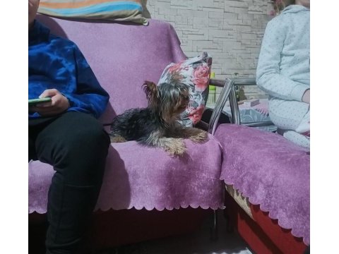 Yorkshire terrier 0 numara eğitimli