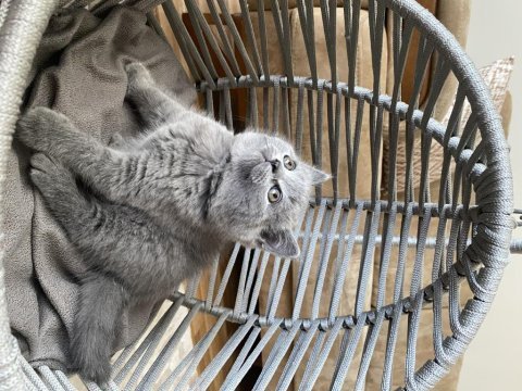 British shorthair dişi oyuncu yavru kedimiz