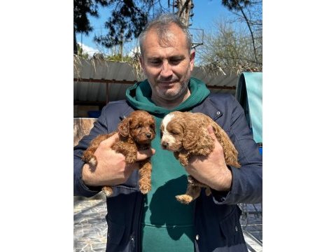 Maltipoo yavrularımız ırk garantilidir