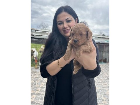 Ufacık toy poodle yavrularım