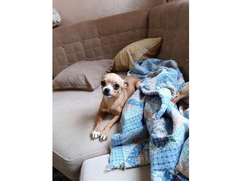 A kalite chihuahua