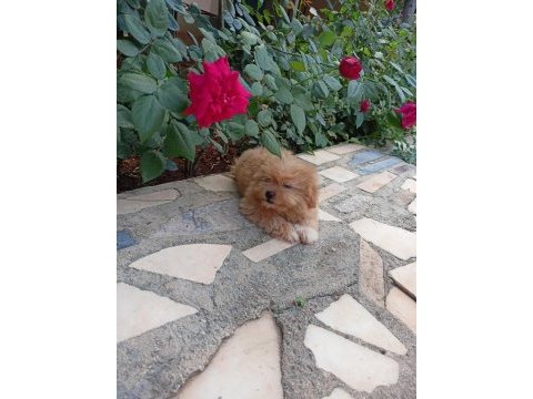 Maltipoo dişi 2.5 aylık