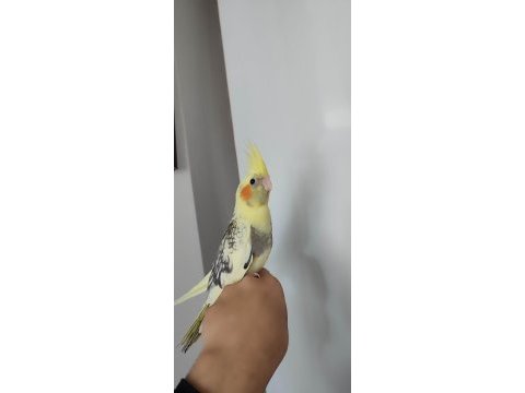 Yavru sultan papağanlar