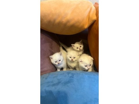 British shorthair minikler