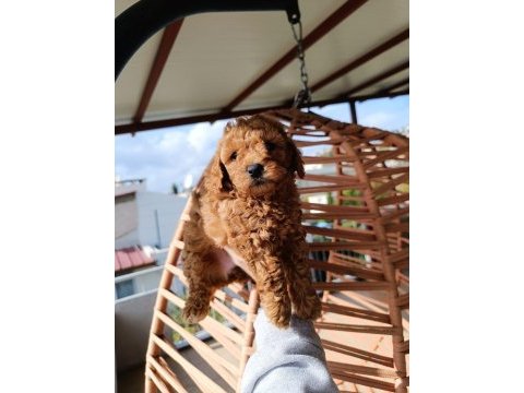 Toy poodle yavrular