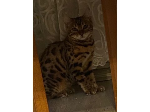 6 aylık uysal çok değerli bengal kedisi
