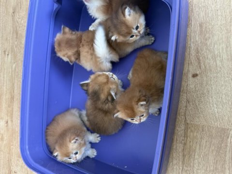 British longhair yavrularım 1 aylık sahiplendirilecek