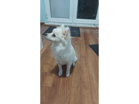 Pomeranian spitz