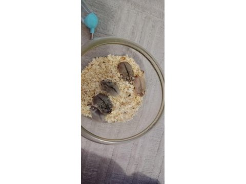 Gonzales yavru hamster