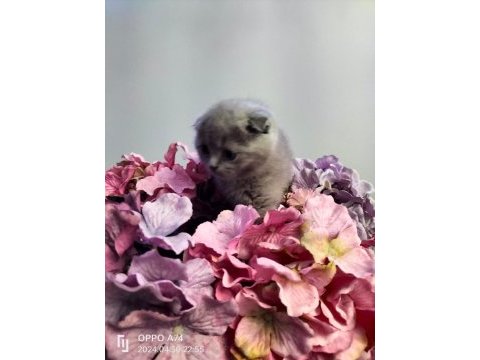 British ve scottish fold yavrular